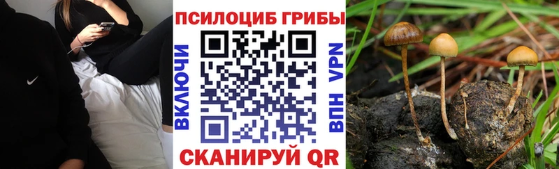 OMG вход  Коряжма  Псилоцибиновые грибы Cubensis 